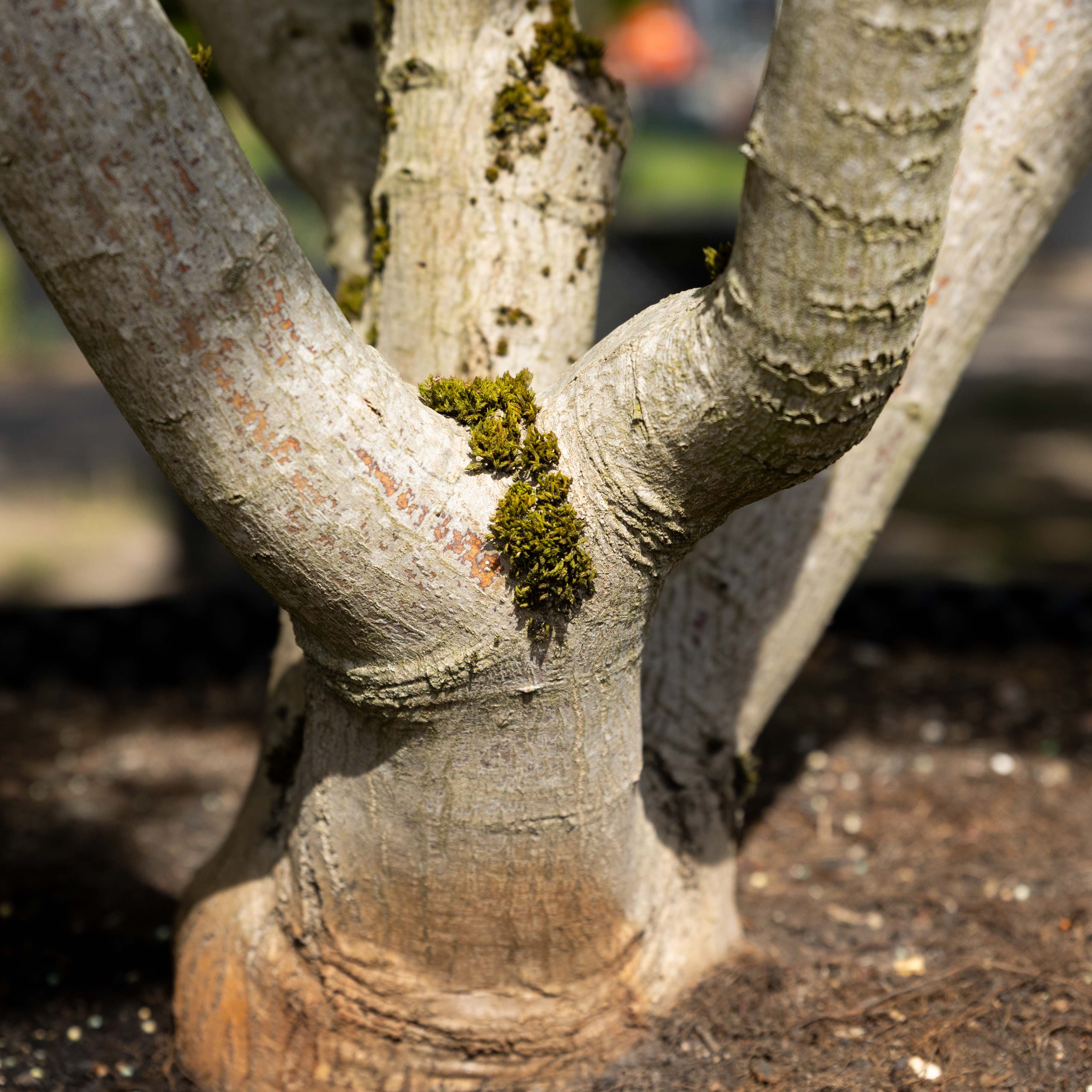 Acer palmatum VJ